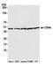 COP9 Signalosome Subunit 4 antibody, A300-013A, Bethyl Labs, Western Blot image 