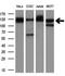 NEDD9-interacting protein with calponin homology and LIM domains antibody, GTX84121, GeneTex, Western Blot image 