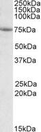 PTGES3L-AARSD1 Readthrough antibody, PA5-19203, Invitrogen Antibodies, Western Blot image 