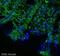 Axin 2 antibody, ab32197, Abcam, Immunohistochemistry frozen image 