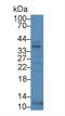 Sprouty RTK Signaling Antagonist 1 antibody, LS-C296495, Lifespan Biosciences, Western Blot image 