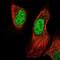 Paired Related Homeobox 1 antibody, NBP2-68808, Novus Biologicals, Immunofluorescence image 