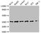 NFKB Inhibitor Alpha antibody, CSB-RA015761A0HU, Cusabio, Western Blot image 