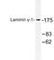 Laminin Subunit Gamma 1 antibody, LS-C176978, Lifespan Biosciences, Western Blot image 