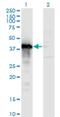 Transcription Elongation Factor A3 antibody, H00006920-M06, Novus Biologicals, Western Blot image 