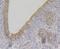 NADH:Ubiquinone Oxidoreductase Subunit S4 antibody, A03608-1, Boster Biological Technology, Immunohistochemistry frozen image 