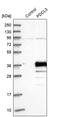 Phosducin Like 3 antibody, PA5-53810, Invitrogen Antibodies, Western Blot image 