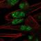 PNMA Family Member 8A antibody, NBP1-87913, Novus Biologicals, Immunofluorescence image 
