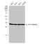 Tyrosine 3-Monooxygenase/Tryptophan 5-Monooxygenase Activation Protein Epsilon antibody, NBP1-32695, Novus Biologicals, Western Blot image 