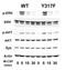 Spleen Associated Tyrosine Kinase antibody, ab3993, Abcam, Western Blot image 