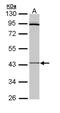 Cytokine Receptor Like Factor 1 antibody, NBP1-32792, Novus Biologicals, Western Blot image 