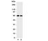 Cell Division Cycle 20 antibody, R31237, NSJ Bioreagents, Western Blot image 