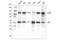 Nuclear Factor Kappa B Subunit 2 antibody, 52583S, Cell Signaling Technology, Western Blot image 