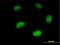 Interferon-stimulated gene 20 kDa protein antibody, H00003669-M01, Novus Biologicals, Immunofluorescence image 