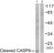 Caspase 9 antibody, abx015538, Abbexa, Western Blot image 