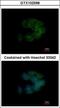 CDC42 Binding Protein Kinase Alpha antibody, GTX102598, GeneTex, Immunofluorescence image 