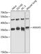 Annexin A5 antibody, 15-284, ProSci, Western Blot image 