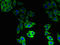 ATP Binding Cassette Subfamily B Member 1 antibody, LS-C211494, Lifespan Biosciences, Immunofluorescence image 