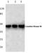Creatine Kinase, M-Type antibody, A03452Y14, Boster Biological Technology, Western Blot image 