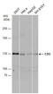 Cell Adhesion Associated, Oncogene Regulated antibody, GTX105422, GeneTex, Western Blot image 