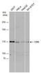 CDON antibody, GTX105422, GeneTex, Western Blot image 