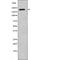 Fms Related Tyrosine Kinase 1 antibody, abx215423, Abbexa, Western Blot image 