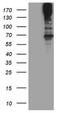 Microtubule Associated Serine/Threonine Kinase 2 antibody, NBP2-45756, Novus Biologicals, Western Blot image 