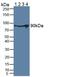 Plasminogen antibody, MBS2002849, MyBioSource, Western Blot image 