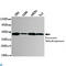 Pyruvate Dehydrogenase E1 Alpha 1 Subunit antibody, LS-C814112, Lifespan Biosciences, Western Blot image 