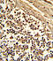 CD33 Molecule antibody, abx028674, Abbexa, Immunohistochemistry frozen image 