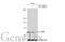 Exportin 1 antibody, GTX114188, GeneTex, Western Blot image 