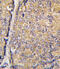 Signal Transducing Adaptor Family Member 1 antibody, abx028283, Abbexa, Immunohistochemistry frozen image 
