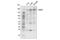 ATPase Family AAA Domain Containing 2 antibody, 62079S, Cell Signaling Technology, Western Blot image 