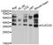 C-Type Lectin Domain Family 2 Member D antibody, abx125685, Abbexa, Western Blot image 