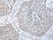 Telomerase Cajal body protein 1 antibody, PA5-51307, Invitrogen Antibodies, Immunohistochemistry frozen image 