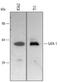 GATA Binding Protein 1 antibody, AF1779, R&D Systems, Western Blot image 