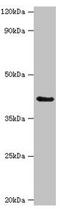 Serpin Family B Member 9 antibody, orb352967, Biorbyt, Western Blot image 