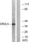 Olfactory Receptor Family 2 Subfamily L Member 5 antibody, PA5-38219, Invitrogen Antibodies, Western Blot image 