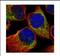 Heat Shock Protein Family A (Hsp70) Member 6 antibody, NBP2-16899, Novus Biologicals, Immunofluorescence image 