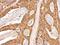 Valosin Containing Protein antibody, NBP2-15162, Novus Biologicals, Immunohistochemistry frozen image 