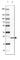 Serine Peptidase Inhibitor, Kazal Type 13 (Putative) antibody, HPA036456, Atlas Antibodies, Western Blot image 