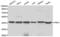 Flap Structure-Specific Endonuclease 1 antibody, LS-C331322, Lifespan Biosciences, Western Blot image 