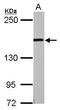 GLI Family Zinc Finger 3 antibody, GTX104362, GeneTex, Western Blot image 