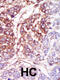 Casein Kinase 1 Gamma 3 antibody, 62-887, ProSci, Immunohistochemistry paraffin image 