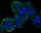 DNA Damage Inducible Transcript 4 antibody, NBP2-80416, Novus Biologicals, Immunocytochemistry image 