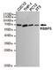 RB Binding Protein 5, Histone Lysine Methyltransferase Complex Subunit antibody, MA5-24873, Invitrogen Antibodies, Western Blot image 