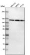 Ubiquitin Like Modifier Activating Enzyme 1 antibody, NBP1-90307, Novus Biologicals, Western Blot image 