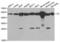 Citrate Synthase antibody, LS-C334235, Lifespan Biosciences, Western Blot image 