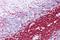 Proteolipid Protein 1 antibody, orb324495, Biorbyt, Immunohistochemistry paraffin image 