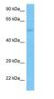 Solute Carrier Family 43 Member 3 antibody, orb325109, Biorbyt, Western Blot image 